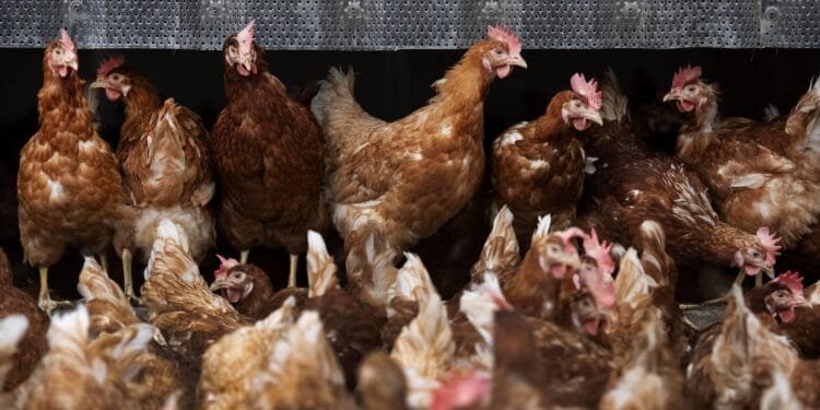 Vogelgriep vastgesteld bij pluimveebedrijf in Biddinghuizen