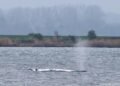 Karkas bultrug Timmy op land getrokken in Denemarken