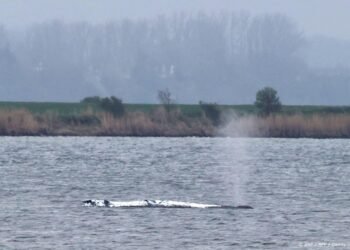 Karkas bultrug Timmy op land getrokken in Denemarken