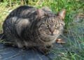 Deze provincie wil het afschieten van verwilderde katten toestaan