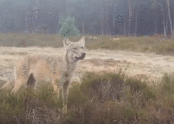 Wolf has little impact on the national economy, say researchers
