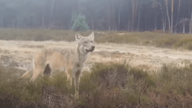 Wolf has little impact on the national economy, say researchers