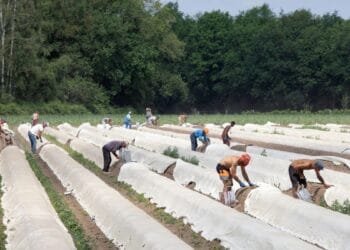 Most Dutch back labour migration but want a cap, says CBS