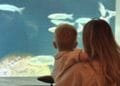 Amsterdam’s Artis aquarium reopens after €50m restoration