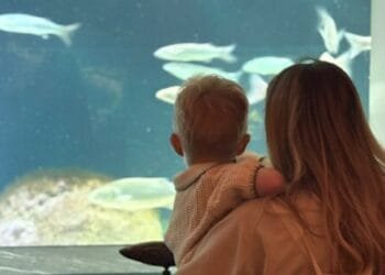 Amsterdam’s Artis aquarium reopens after €50m restoration