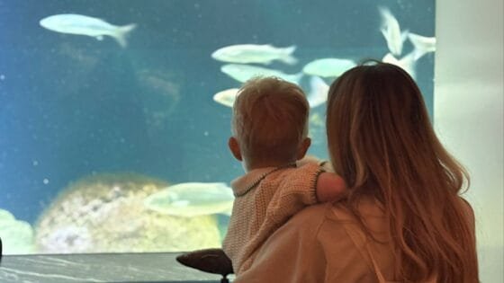 Amsterdam’s Artis aquarium reopens after €50m restoration