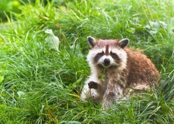 Action needed to combat raccoon plague, Limburg province says
