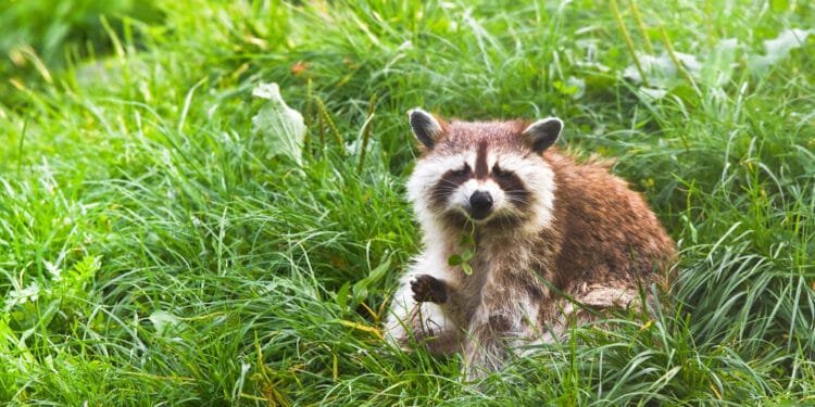 Action needed to combat raccoon plague, Limburg province says