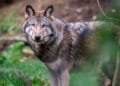One in seven Dutch wolves illegally killed by poachers: study