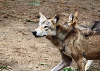 Wolf zorgt voor haast in Den Haag: kabinet wil nieuwe regels nog deze zomer invoeren en de Kamer passeren