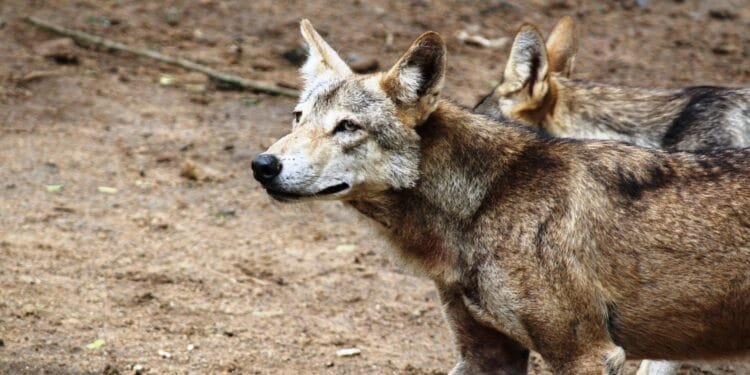 Wolf zorgt voor haast in Den Haag: kabinet wil nieuwe regels nog deze zomer invoeren en de Kamer passeren