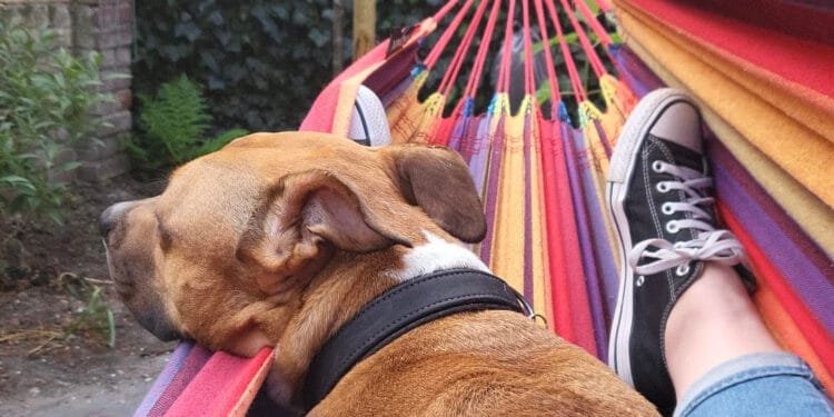 Is having a dog a way of building local communities?