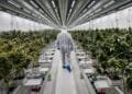US tobacco giant moves into Dutch weed legalisation trial