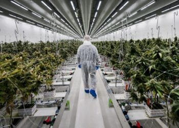 US tobacco giant moves into Dutch weed legalisation trial