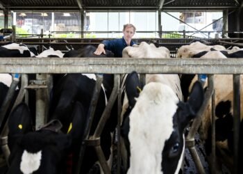 Twee derde van de Nederlanders heeft geen vertrouwen in de stikstofplannen: ‘Zo heeft het totaal geen zin’