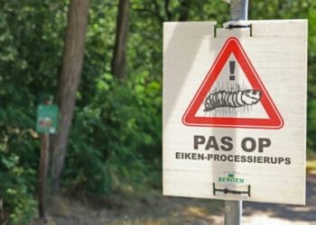 Welkom in Nederland! How to pass the A1 language exam