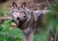 Cabinet fast-tracks shooting of problem wolves this summer