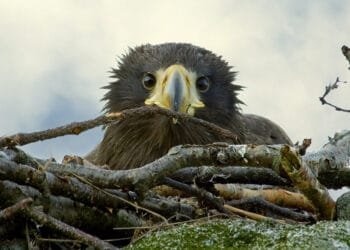 Wind farm told to stop turbines after young sea eagles killed