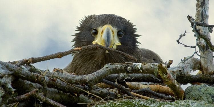 Wind farm told to stop turbines after young sea eagles killed