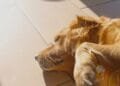 Experts delen de belangrijkste hitte-tips voor huisdieren: zo voorkom je dat je hond of kat oververhit raakt