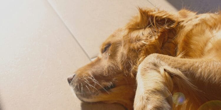 Experts delen de belangrijkste hitte-tips voor huisdieren: zo voorkom je dat je hond of kat oververhit raakt