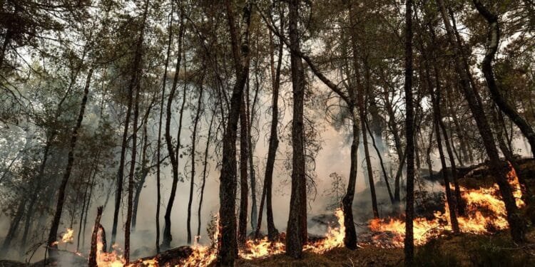 Natuurbranden bij Parijs hebben al ruim 1900 hectare verwoest