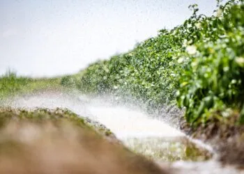 Extreme droogte zet oogst onder druk: ligt er straks minder groente in de supermarkt?
