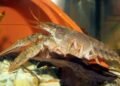 Eighth species of American crayfish found in Dutch rivers