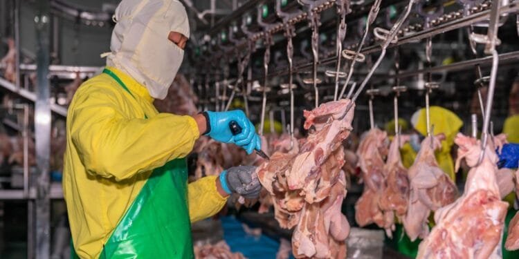 Meat industry faces agency staff ban over abuse of workers