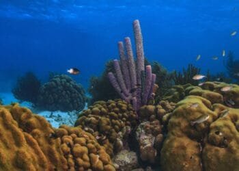 Bonaire’s coral reef is disappearing, researchers warn